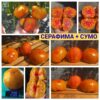 СЕРАФИМА+СУМО