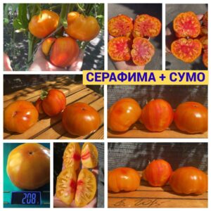СЕРАФИМА+СУМО