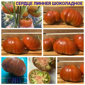 СЕРДЦЕ ЛИННЕЯ ШОКОЛАДНОЕ