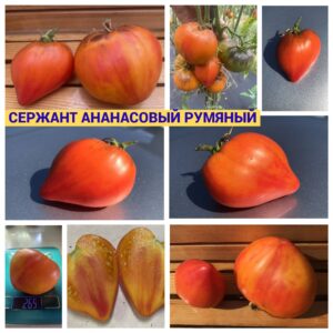 СЕРЖАНТ АНАНАСОВЫЙ РУМЯНЫЙ