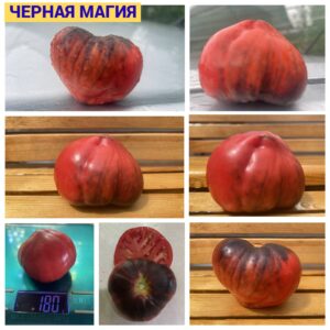 ЧЕРНАЯ МАГИЯ