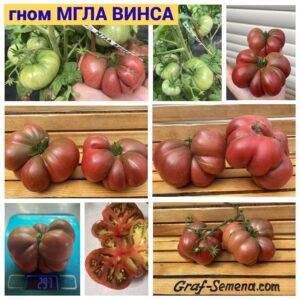 гном МГЛА ВИНСА