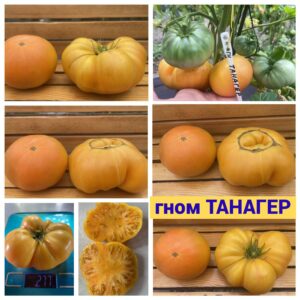 гном ТАНАГЕР