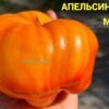 АПЕЛЬСИНОВОЕ МАНГО 14190
