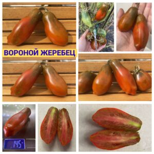 ВОРОНОЙ ЖЕРЕБЕЦ