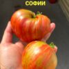 ВОЛШЕБНАЯ РАДУГА СОФИИ (SOFIA'S MAGIC RAINBOW) - сладкое яркое сердце триколор, 3 семян 11882 ВОЛШЕБНАЯ РАДУГА СОФИИ 11882