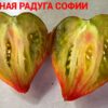 ВОЛШЕБНАЯ РАДУГА СОФИИ (SOFIA'S MAGIC RAINBOW) - сладкое яркое сердце триколор, 3 семян 11590 ВОЛШЕБНАЯ РАДУГА СОФИИ 11590