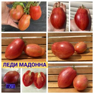 ГНОМ ЛЕДИ МАДОННА
