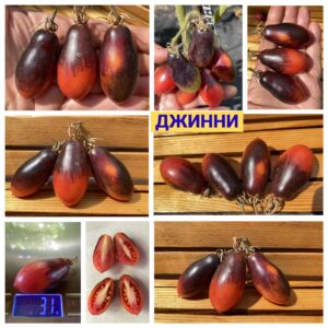 ДЖИННИ