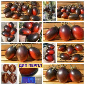 ДИП ПЕРПЛ