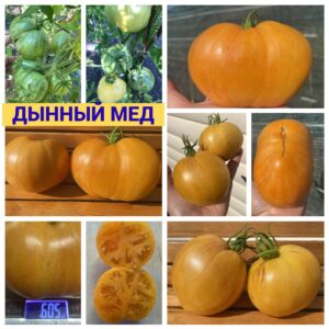 ДЫНЕВЫЙ МЕД