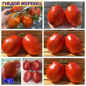 ЖЕРЕБЕЦ ГНЕДОЙ