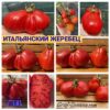 ЖЕРЕБЕЦ ИТАЛЬЯНСКИЙ