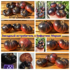 ЗВЕЗДНЫЙ ИСТРЕБИТЕЛЬ х БИФШТЕКС МАРШИ (STARFIGHTER*BEEFTECK MARCHES) - розовый с антоцианом бифштекс, 10 семян
