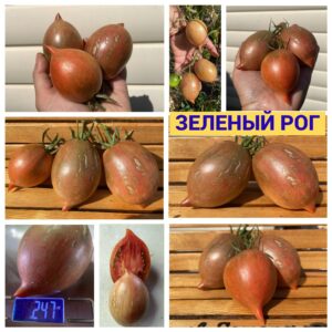 ЗЕЛЕНЫЙ РОГ