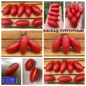 КАСКАД ПУРПУРНЫЙ