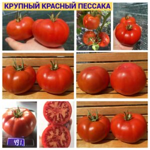 КРУПНЫЙ КРАСНЫЙ ПЕССАКА