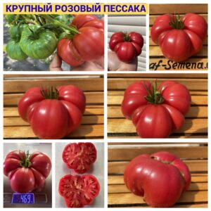 КРУПНЫЙ РОЗОВЫЙ ПЕССАКА