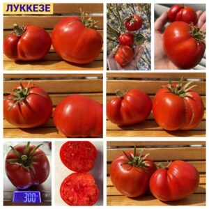 ЛУККЕЗЕ