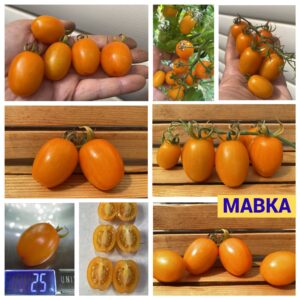 МАВКА