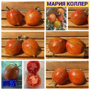 МАРИЯ КОЛЛЕР