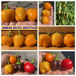 МИНИ БЕЛЛ ЖЕЛТЫЙ