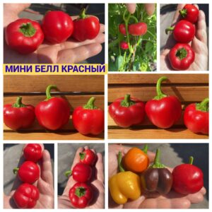 МИНИ БЕЛЛ КРАСНЫЙ