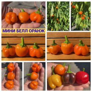 МИНИ БЕЛЛ ОРАНЖ