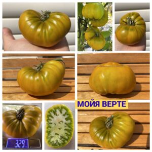МОЙЯ ВЕРТЕ