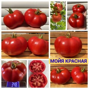 МОЙЯ КРАСНАЯ