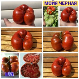 МОЙЯ ЧЕРНАЯ