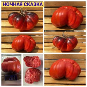 НОЧНАЯ СКАЗКА
