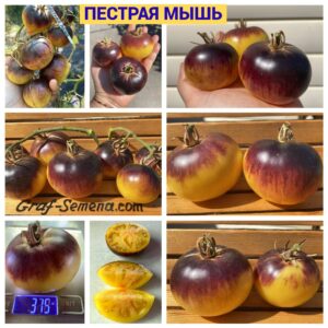 ПЕСТРАЯ МЫШЬ