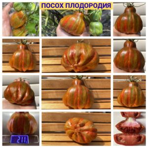 ПОСОХ ПЛОДОРОДИЯ