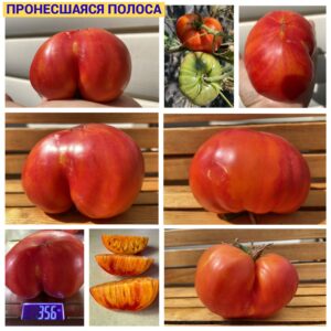 ПРОНЕСШАЯСЯ ПОЛОСА
