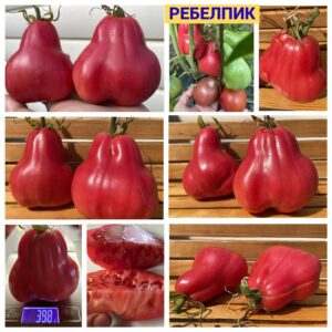РЕБЕЛПИК