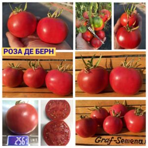 РОЗА ДЕ БЕРН