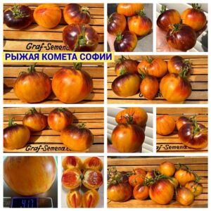 РЫЖАЯ КОМЕТА СОФИИ