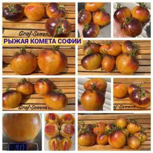 РЫЖАЯ КОМЕТА СОФИИ
