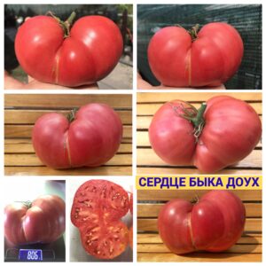 СЕРДЦЕ БЫКА ДОУХ