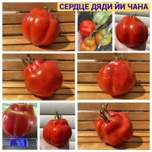 СЕРДЦЕ ДЯДИ ЙИ ЧАНА