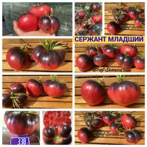 СЕРЖАНТ МЛАДШИЙ