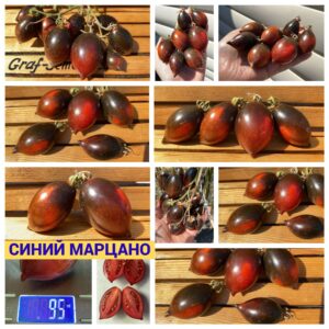 СИНИЙ МАРЦАНО