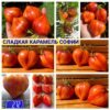 СЛАДКАЯ КАРАМЕЛЬ СОФИИ (Sweet Caramel Sofia) - сладкое утонченное сердце биколор, 5 семян СЛАДКАЯ КАРАМЕЛЬ СОФИИ