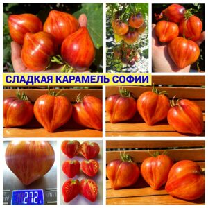 СЛАДКАЯ КАРАМЕЛЬ СОФИИ