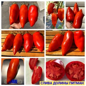 СЛИВА ДОЛИНЫ ПИТМАН