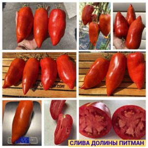 СЛИВА ДОЛИНЫ ПИТМАН