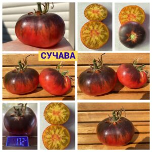СУЧАВА