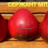 СЕРЖАНТ МЛАДШИЙ 13847