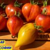СЛАДКАЯ КАРАМЕЛЬ СОФИИ (Sweet Caramel Sofia) - сладкое утонченное сердце биколор, 5 семян 11540 СЛАДКАЯ КАРАМЕЛЬ СОФИИ 11540